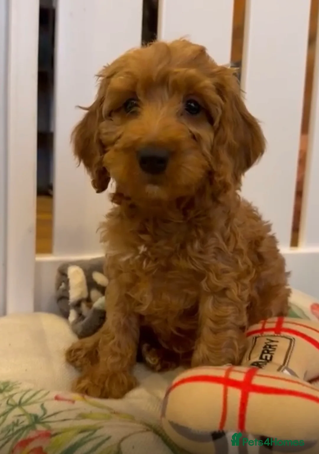 Cockapoo dogs for sale: Stunning 🐶 Cockapoo Puppies - Advert 8