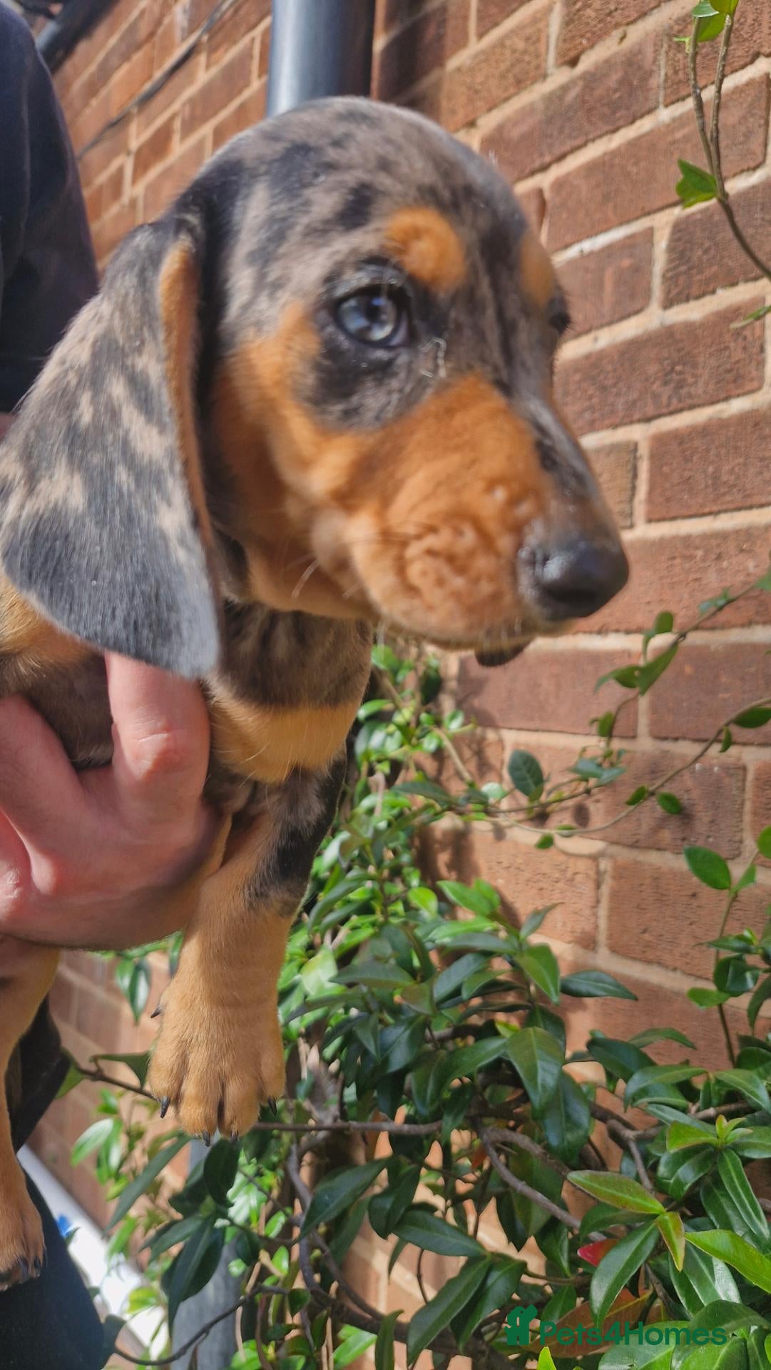 Dachshund dogs Beautiful dapple daschunds - Advert 5
