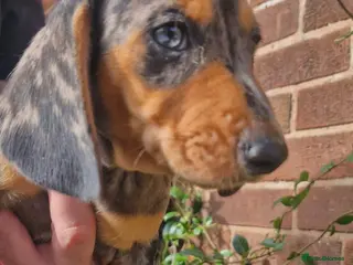 Dachshund dogs Beautiful dapple daschunds - Advert 5