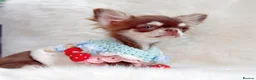Chihuahua dogs for sale: Beautiful lilac girl - Advert 4