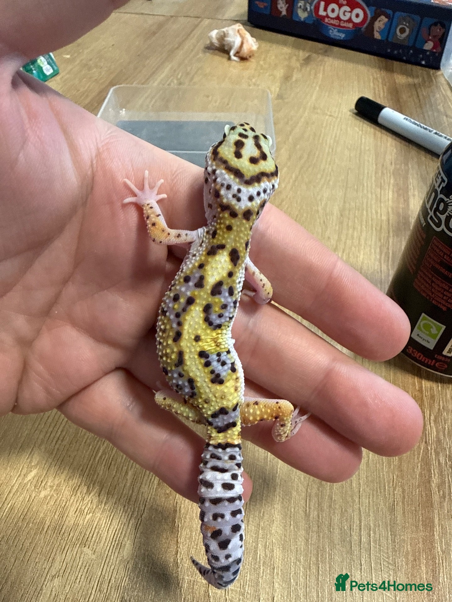 Leopard Gecko reptiles LAST Baby leopard gecko - Advert 2