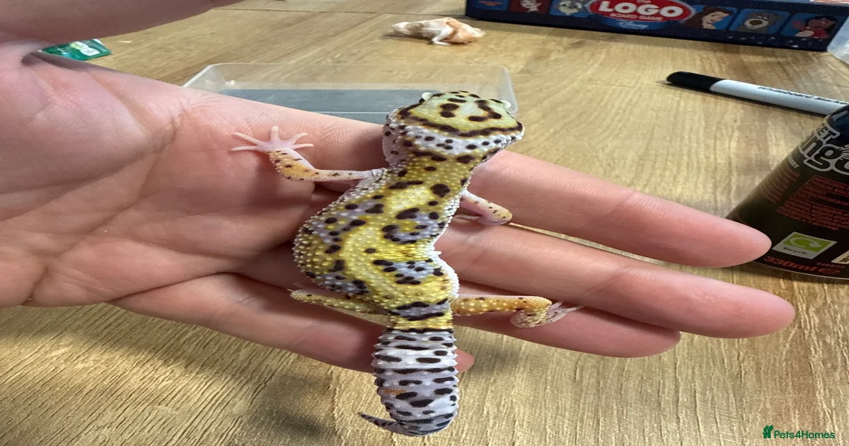 Leopard Gecko Reptiles for sale | Pets4Homes