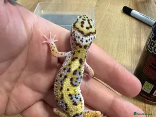 Leopard Gecko reptiles LAST Baby leopard gecko - Advert 2