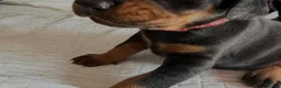 Dobermann dogs for sale: Beautiful Pure Dobermans Litter – 4 Boys & 2 Girls - Advert 6