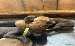 Mixed Breed dogs for sale: Came Corso X Puppies - Image 31