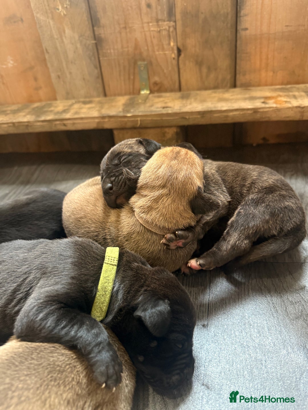 Mixed Breed dogs for sale: Came Corso X Puppies - Image 31