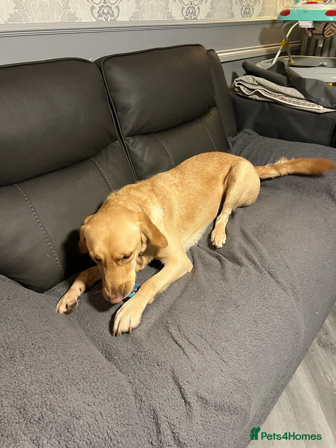 Goldador dogs for sale: Lab cross retriever. 3.5 years old. Gt family Dog. - Advert 7