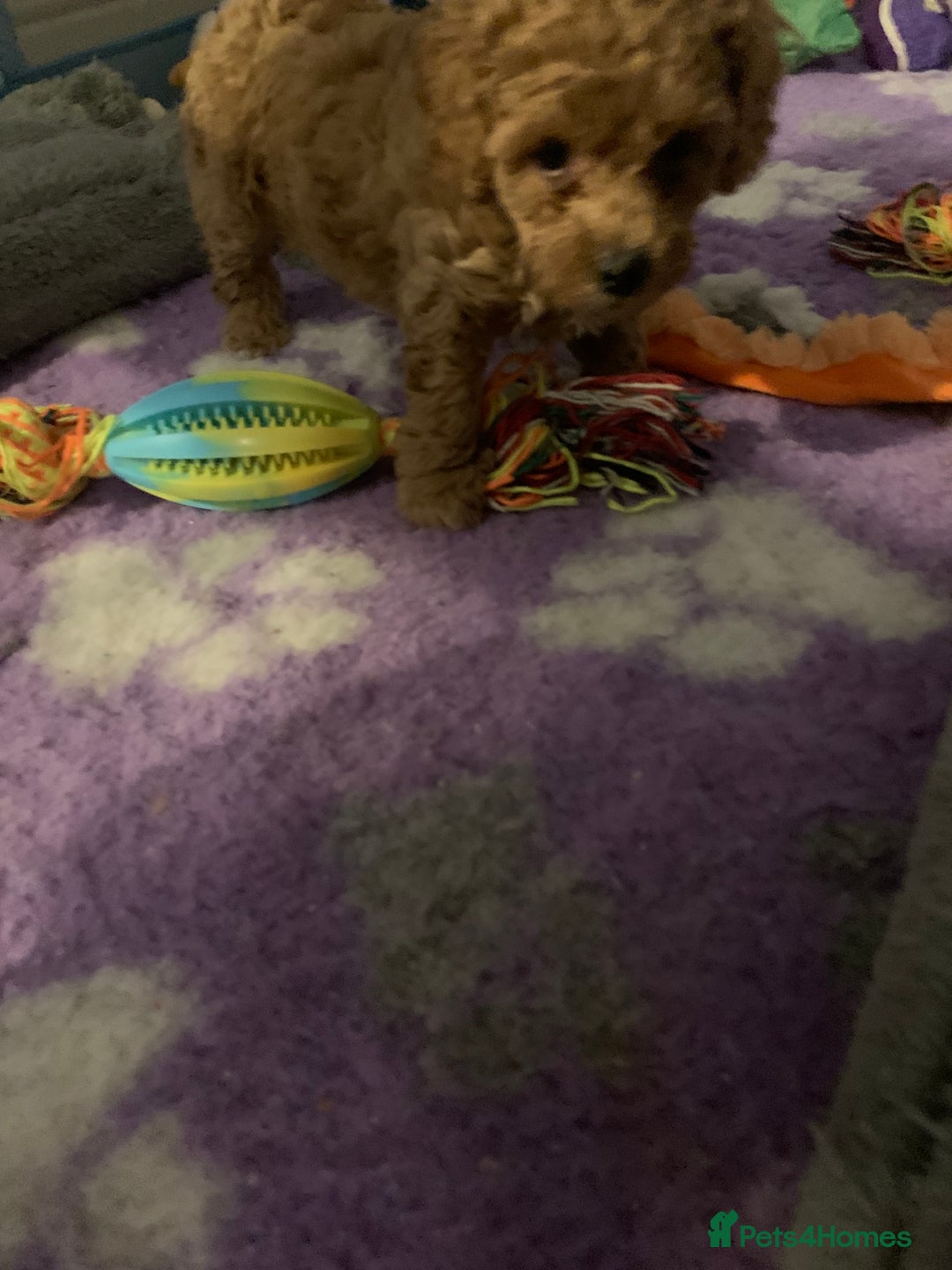 Cavapoo dogs for sale: Toy Cavapoo puppies - Advert 14