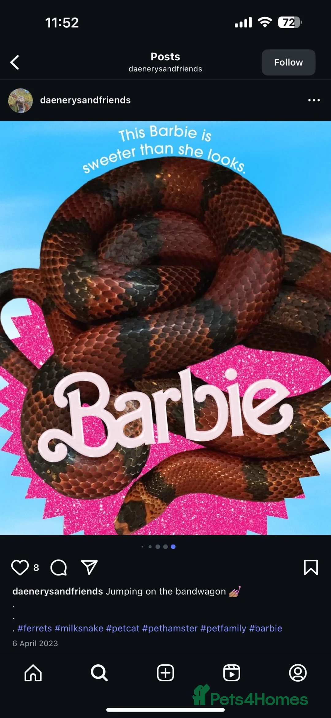 Milk Snake reptiles for sale: Fully grown Honduran milk snake  - Advert 2