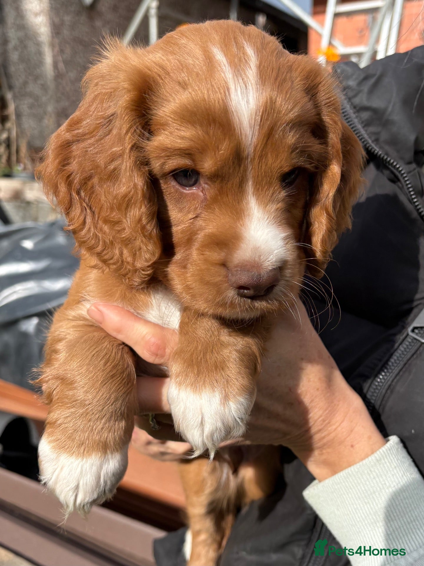 Cocker Spaniel dogs UPDATE: 1 Red Cocker Spaniel Pup Remaining - Advert 13