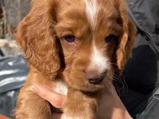 Cocker Spaniel dogs UPDATE: 1 Red Cocker Spaniel Pup Remaining - Advert 13