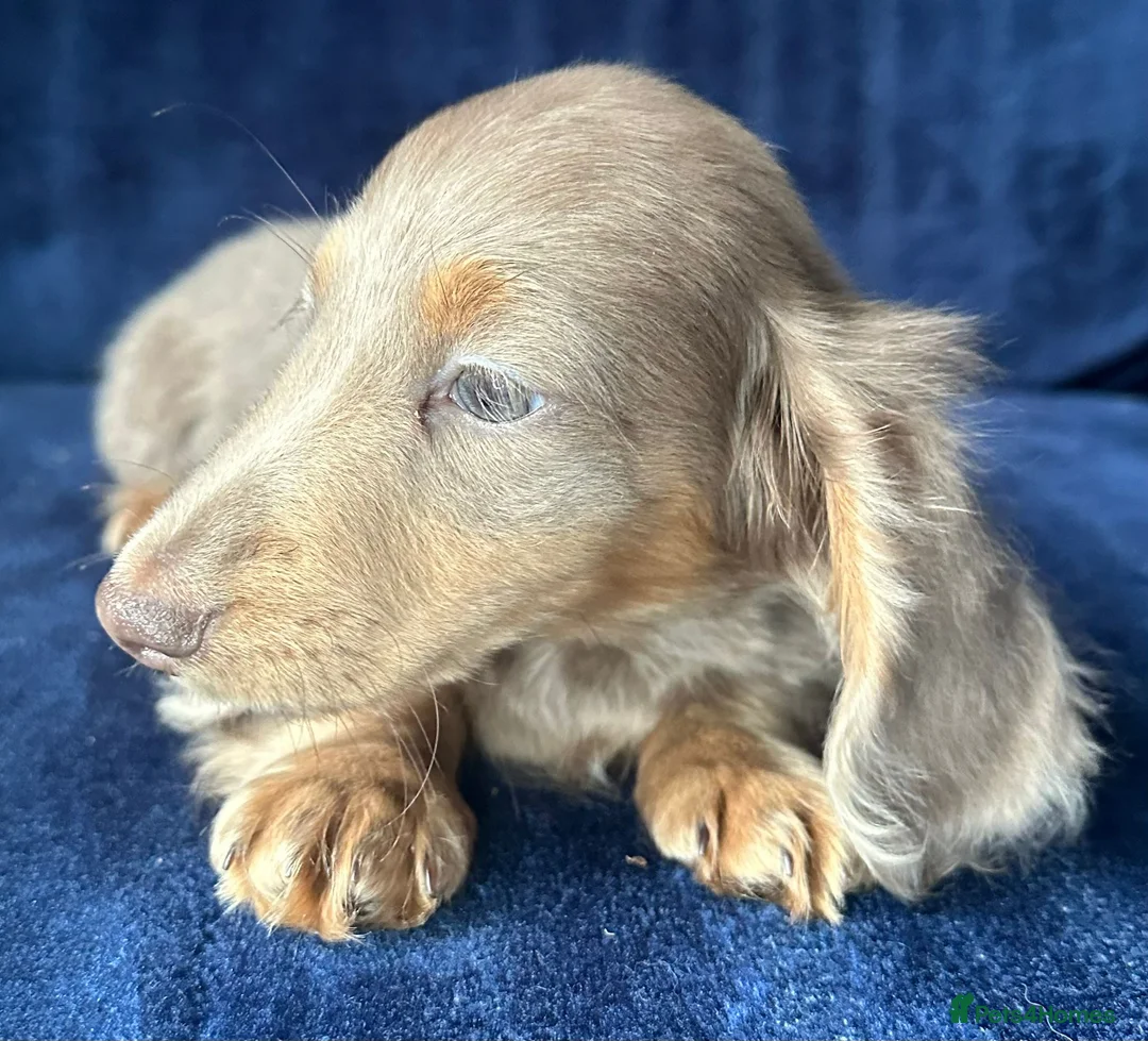 Miniature Dachshund dogs for sale: Isabella long haired boy available  - Advert 4