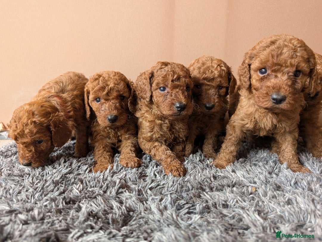 Miniature Poodle dogs for sale: Red miniature poodle puppies!! in Stafford - Image 2