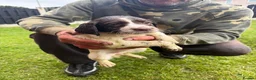 English Springer Spaniel dogs for sale: 🐾 KC Registered Springer Spaniel Puppies 🐾 in Sheffield - Advert 13