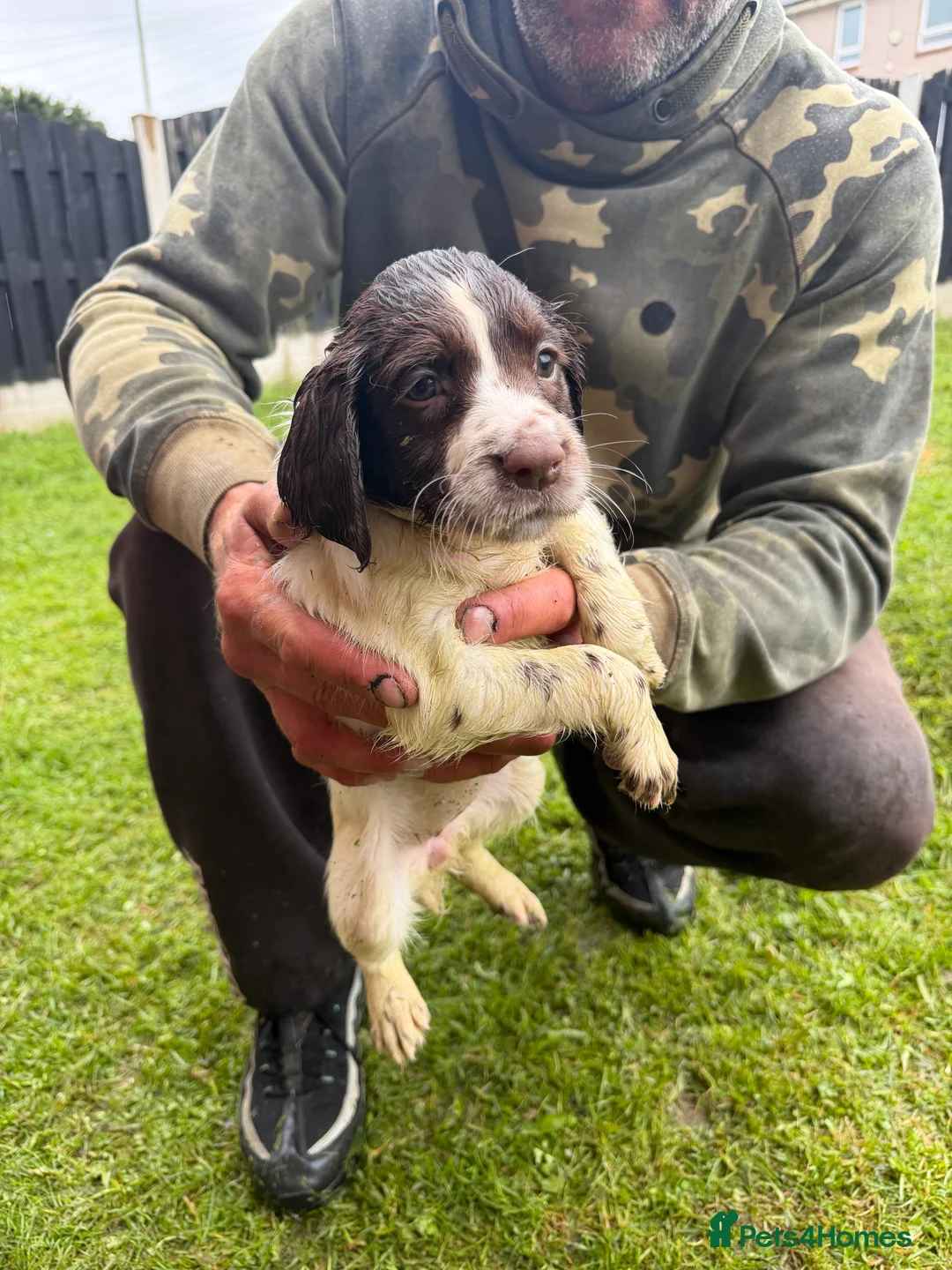 English Springer Spaniel dogs for sale: 🐾 KC Registered Springer Spaniel Puppies 🐾 in Sheffield - Advert 13