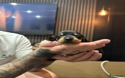 Dachshund dogs for sale: Dachund - Image 2