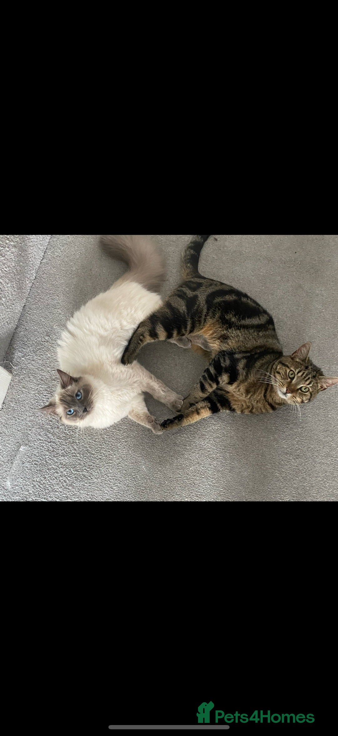 Ragdoll cats for sale: Beautiful female ragdoll  - Image 6