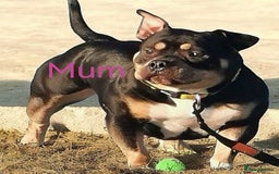 American Bully dogs for sale: Beautiful Pocket Bully Puppies - Home Raised - Advert 5