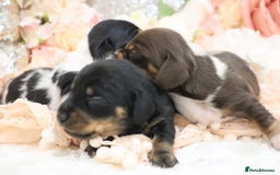 Miniature Dachshund dogs for sale: KC Miniature Dachshund Puppies - Image 12