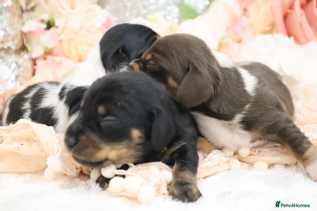 Miniature Dachshund dogs for sale: KC Miniature Dachshund Puppies - Image 12