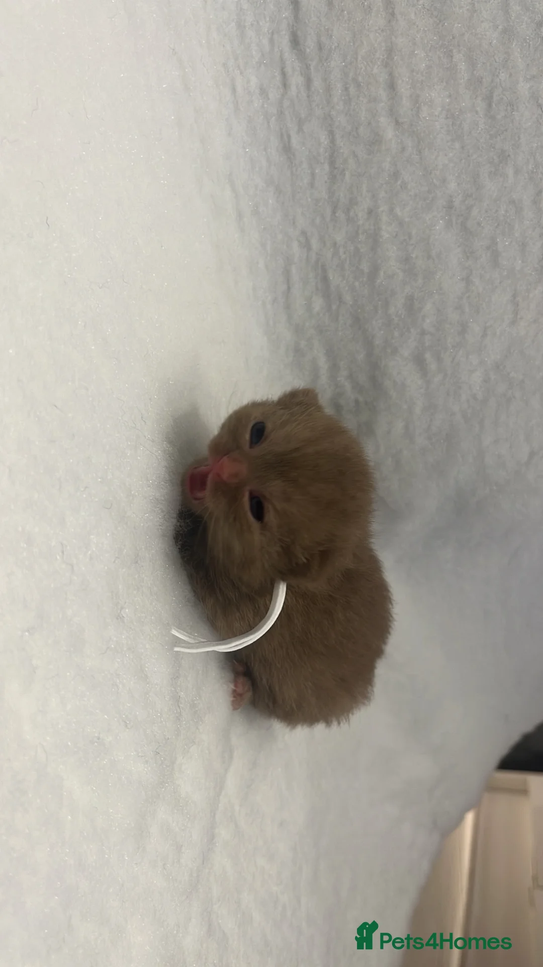 British Shorthair cats for sale: Gccf Cinnamon kittens champion bloodlines   - Advert 9