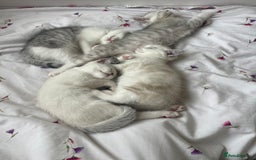 British Shorthair cats for sale: 4 Beautiful British short hair & Ragdoll kittens - Image 16