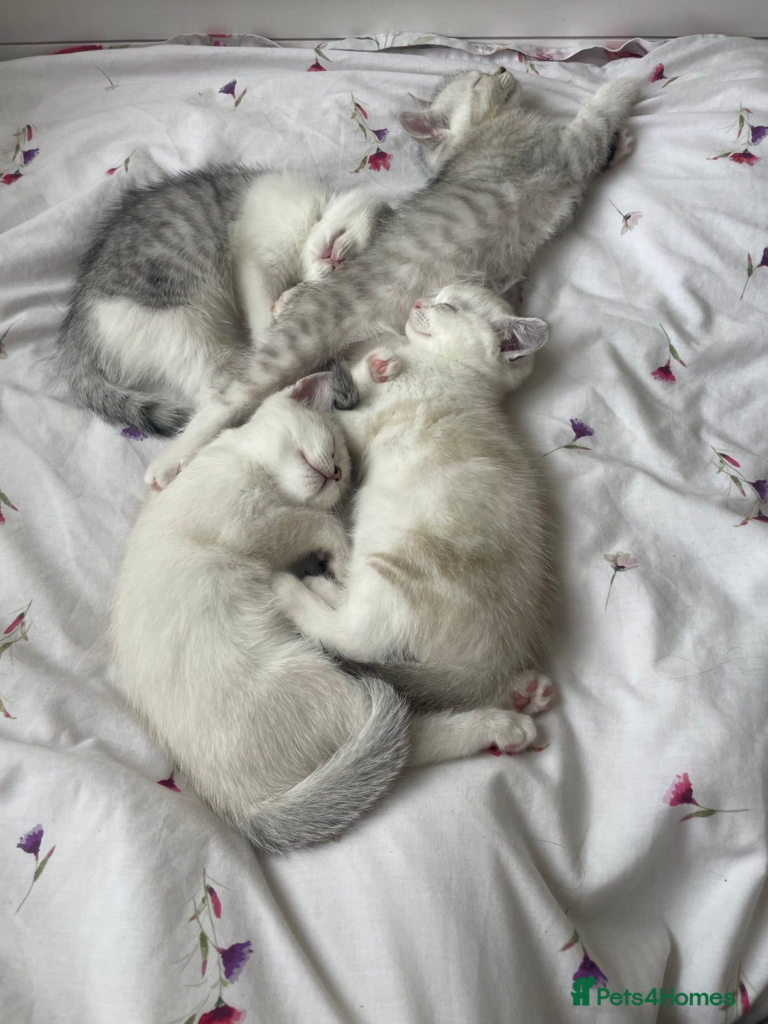 British Shorthair cats for sale: 4 Beautiful British short hair & Ragdoll kittens - Image 16