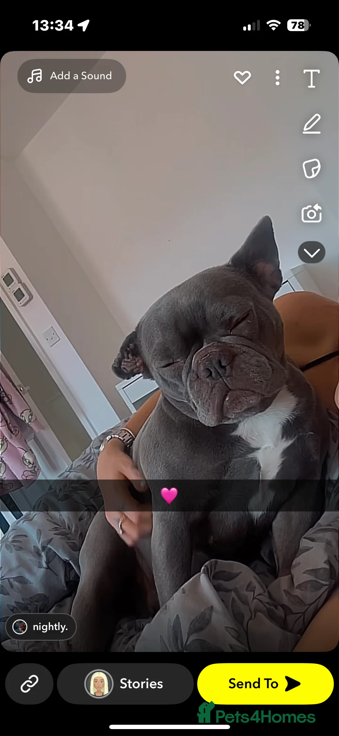French Bulldog dogs for sale: Daisy French bulldog  - Advert 2