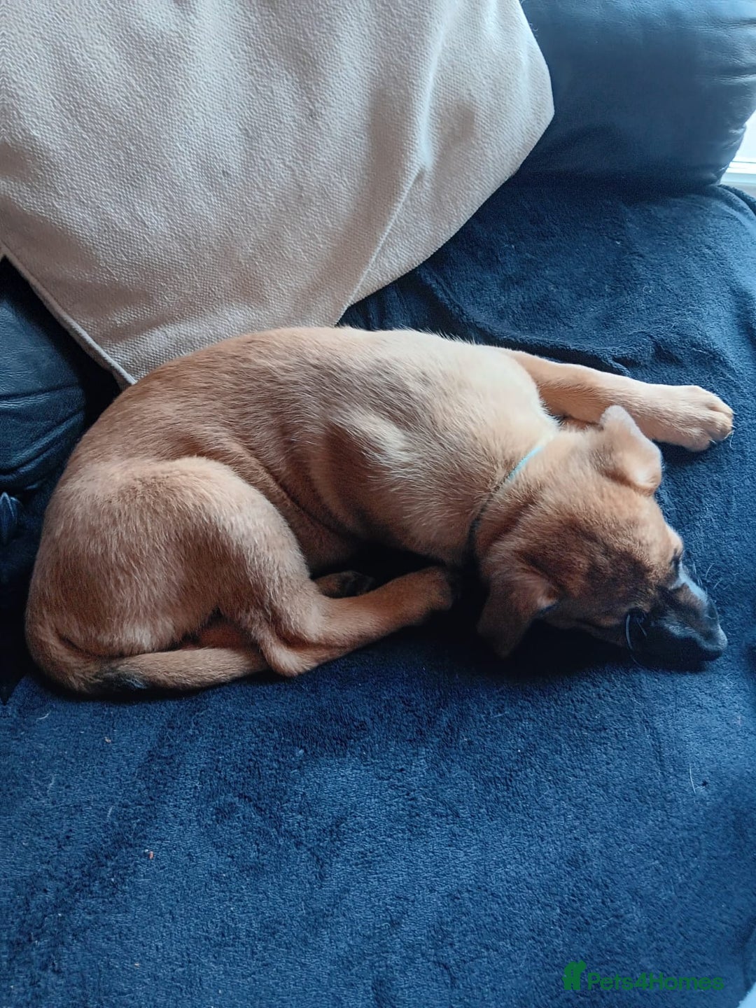 Belgian Shepherd Dog dogs for sale: Belgian Shepherd - Malinois  - Advert 17