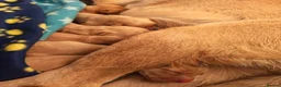 Labrador Retriever dogs for sale: Beautiful Female and Male Working Labrador Puppies - Advert 6