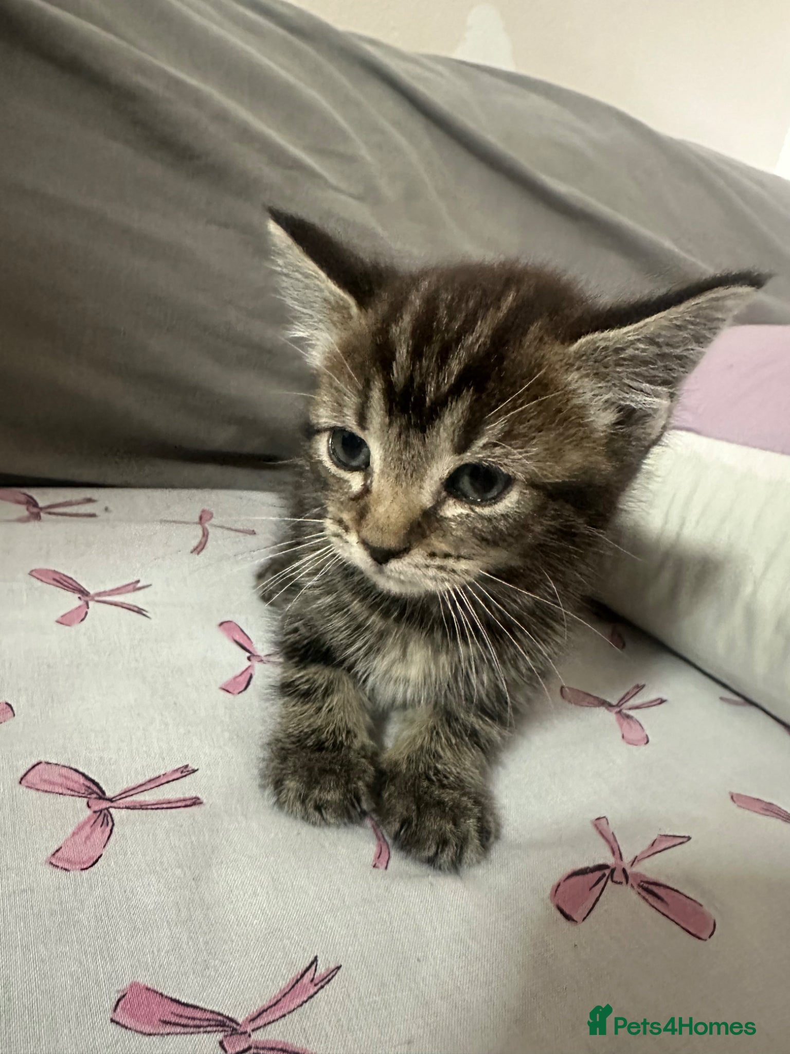 Mixed Breed cats Last male kitten looking for forever home.  - Advert 2