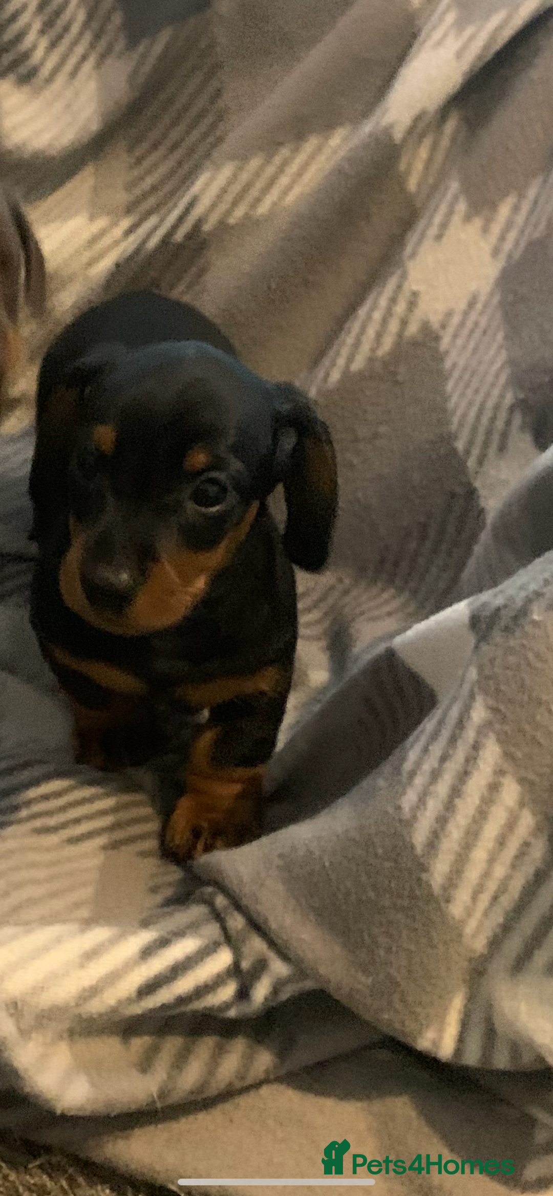 Dachshund dogs for sale: Daschund miniature  - Image 10