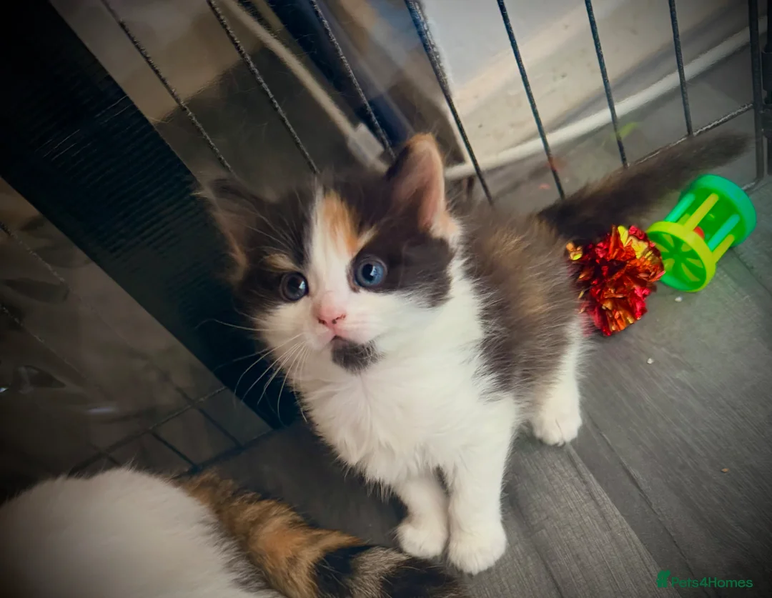 Mixed Breed cats for sale: Two female calico x ragdoll x persian kittens - Advert 13