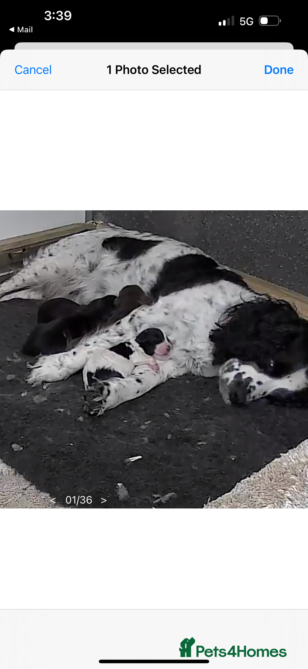 Cocker Spaniel dogs for sale: Working Cocker spaniels beautiful markings   - Advert 9