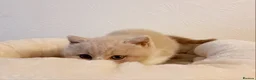 British Shorthair cats for sale: Beautiful British Shorthair Males & Females - Advert 20