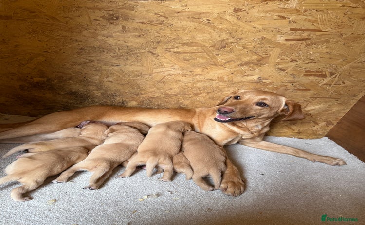 Labrador Retriever dogs - Advert 4
