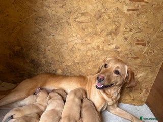 Labrador Retriever dogs - Advert 5