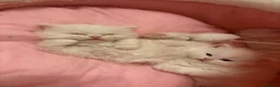 Persian cats for sale: Persian kittens for sale - Advert 17