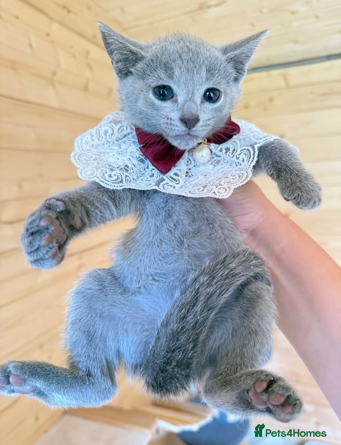 Russian Blue cats Stunning Russian Blue Kitten – TICA Pedigree - Advert 1