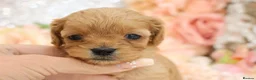 Cavapoo dogs for sale: *HEALTH TESTED*Cavapoo Puppies 5*LICENSED BREEDER* - Advert 21