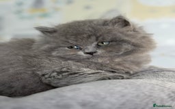 British Longhair cats for sale: Champion Sired GCCF Blue British longhair male - Image 2