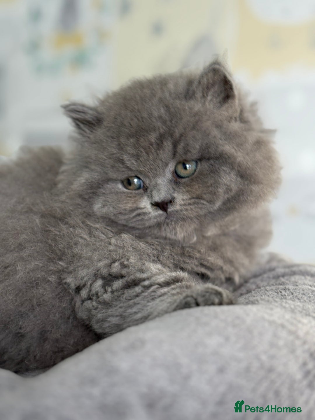 British Longhair cats for sale: Champion Sired GCCF Blue British longhair male - Image 2