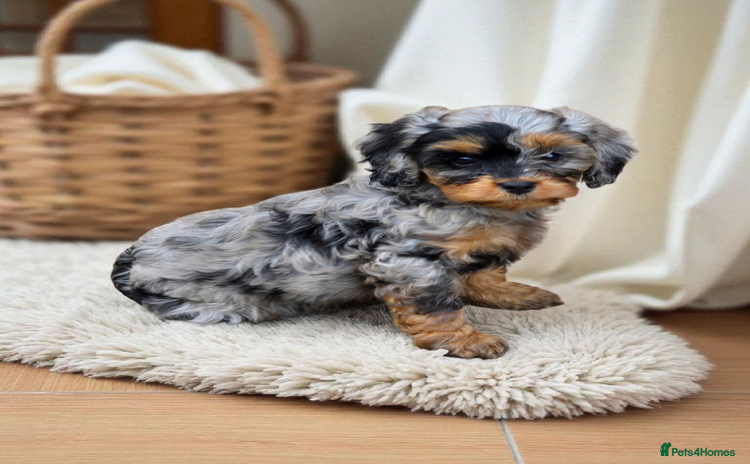 Cavapoo dogs - Advert 1