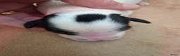 Sprocker dogs for sale: Mrs Christine Mckirdy in Liss - Advert 6
