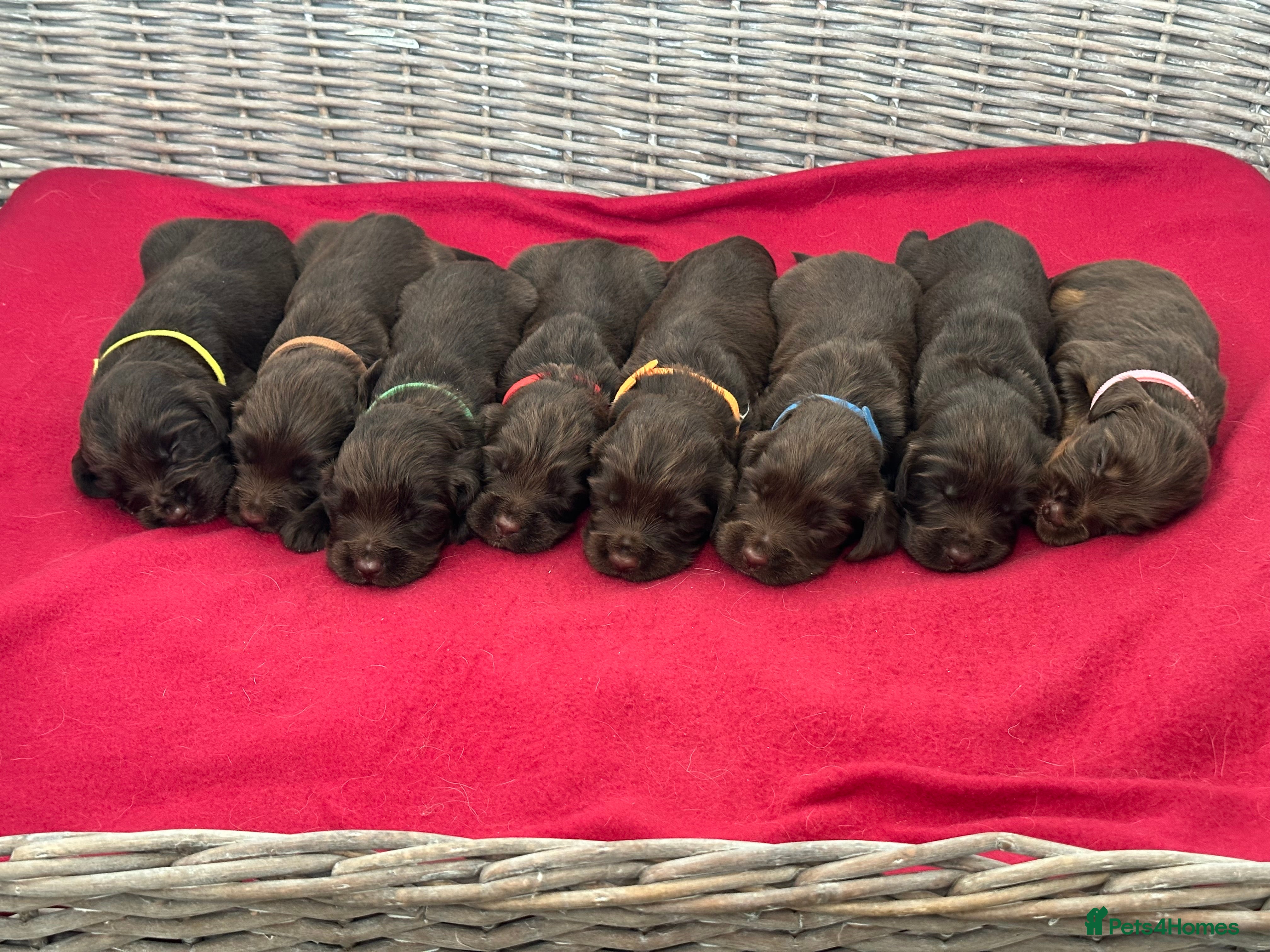 Sprocker dogs ⭐️Fully Health Tested F1 Sprocker Spaniel Puppies - Advert 2