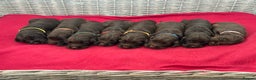 Sprocker dogs for sale: ⭐️Fully Health Tested F1 Sprocker Spaniel Puppies - Advert 1