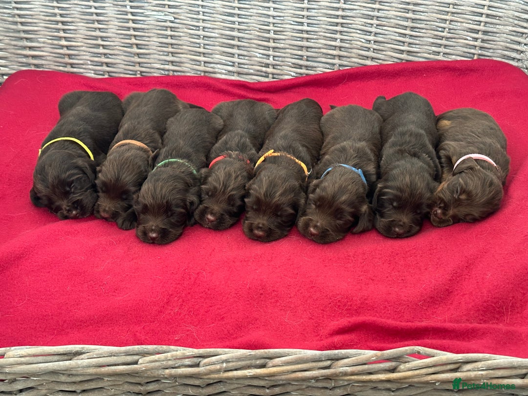 Sprocker dogs for sale: ⭐️Fully Health Tested F1 Sprocker Spaniel Puppies - Advert 1