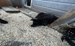 German Shepherd dogs for sale: German shepherd puppies  - Advert 30