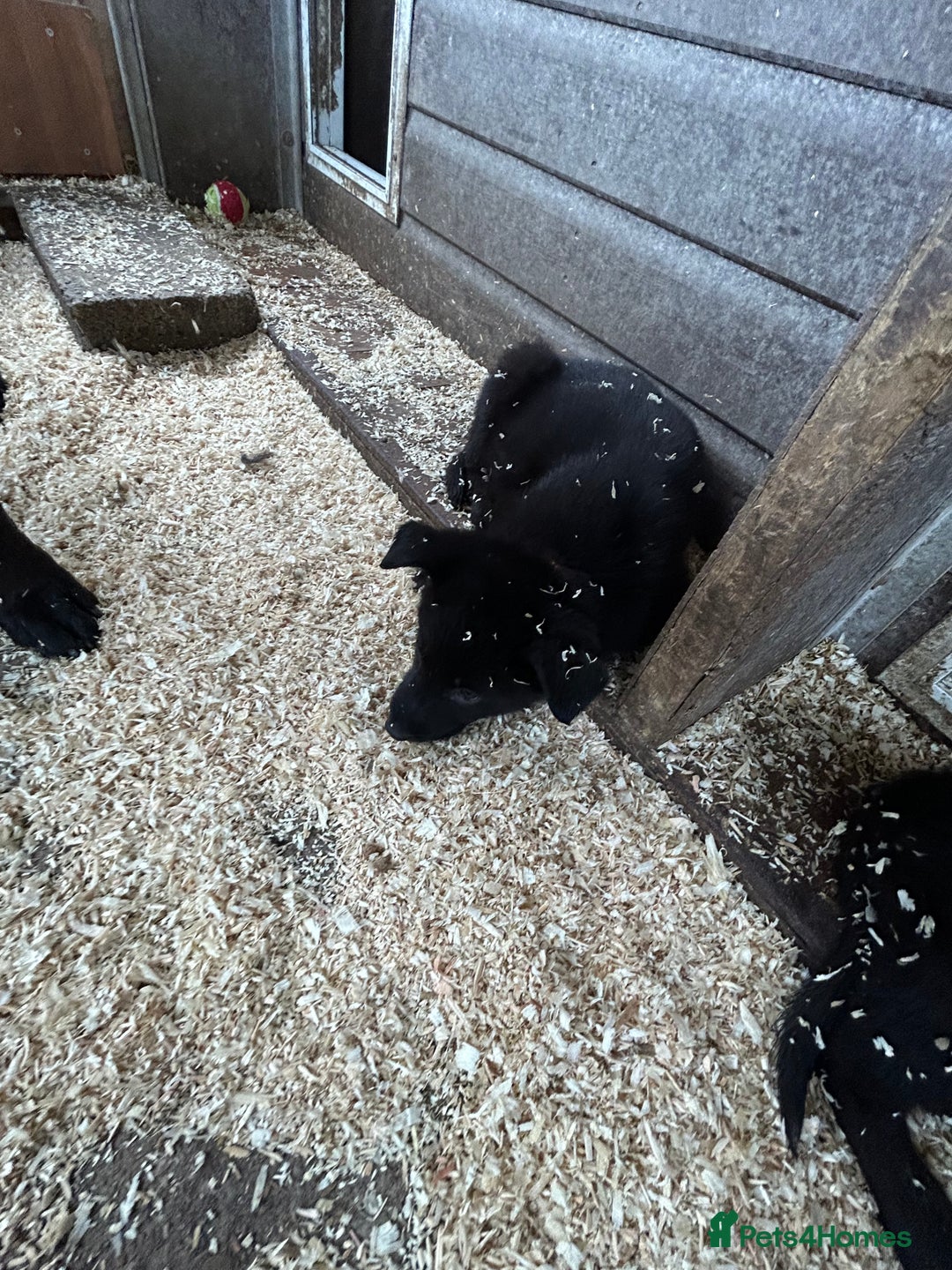 German Shepherd dogs for sale: German shepherd puppies  - Advert 30