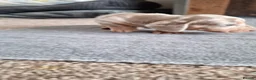 Miniature Dachshund dogs for sale: Outstanding KC Reg Mini Dachshund Puppies   in Wigan - Advert 21